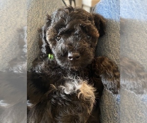 Schnoodle (Miniature) Puppy for sale in MADISON, AL, USA