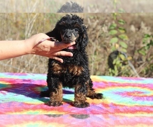 Poodle (Miniature) Puppy for sale in UNION CITY, TN, USA