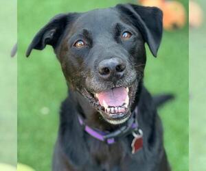 Labrador Retriever-Unknown Mix Dogs for adoption in San Diego, CA, USA