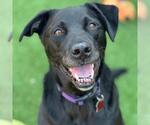 Small Labrador Retriever Mix