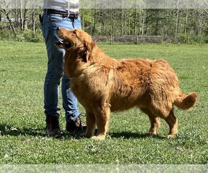 Father of the Golden Retriever puppies born on 11/06/2025