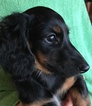 Small Photo #1 Dachshund Puppy For Sale in RIALTO, CA, USA