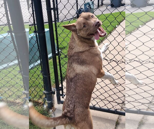 Medium Photo #9 American Pit Bull Terrier-Siberian Husky Mix Puppy For Sale in Munford, TN, USA