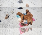 Small Photo #9 Golden Retriever Puppy For Sale in MODESTO, CA, USA