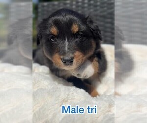 Medium Australian Shepherd