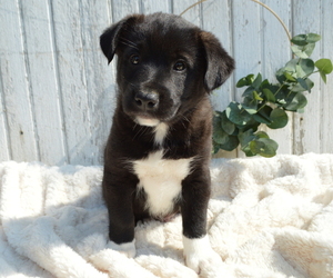 American Eskimo Dog-German Shepherd Dog Mix Puppy for sale in HONEY BROOK, PA, USA
