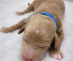 Puppy Riggins Goldendoodle mix (+ Poodle Miniature)
