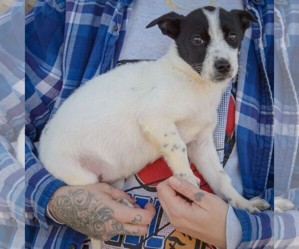 Medium Photo #2 Italian Greyhound-Jack Russell Terrier Mix Puppy For Sale in Huntley, IL, USA