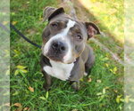 SWEETY - Female Mutt Dog for Adoption - Small photo