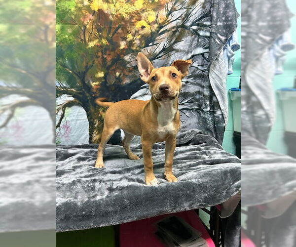 Medium Photo #2 American Pit Bull Terrier-Unknown Mix Puppy For Sale in Wetumpka, AL, USA