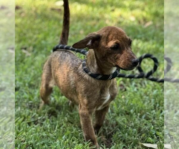 Medium Photo #2 Dachshund-Unknown Mix Puppy For Sale in Yardley, PA, USA