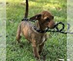 Small #1 Dachshund Mix