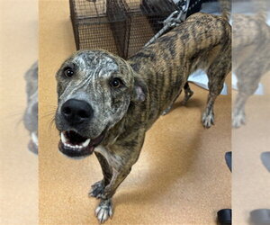 Unknown-Whippet Mix Dogs for adoption in Martinez, CA, USA
