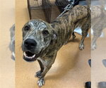 Small Whippet Mix
