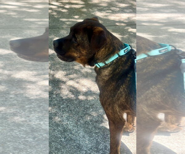 Medium Photo #4 Rottweiler-Unknown Mix Puppy For Sale in Woodland Hills, CA, USA