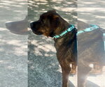 Small #3 Rottweiler Mix