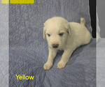 Puppy Yellow Pyredoodle