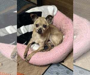 Chihuahua-Unknown Mix Dogs for adoption in Jackson Township, NJ, USA