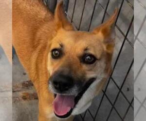 Carolina Dog-German Shepherd Dog Mix Dogs for adoption in Yardley, PA, USA