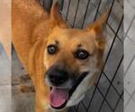 Small Carolina Dog-German Shepherd Dog Mix