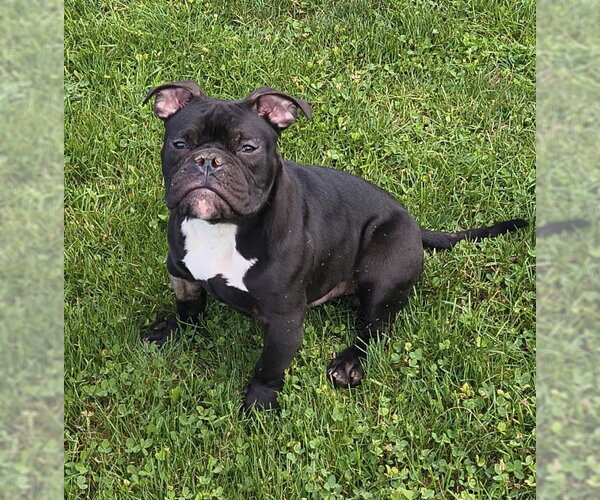 Medium Photo #2 American Bulldog-Unknown Mix Puppy For Sale in Sykesville, MD, USA