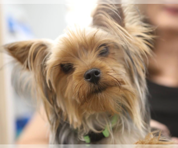 Medium Photo #1 Mutt Puppy For Sale in Decatur, GA, USA