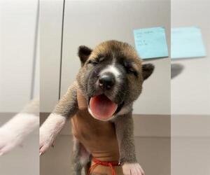 Huskies -Unknown Mix Dogs for adoption in Houston, TX, USA