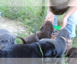 Small Photo #8 Labrador Retriever Puppy For Sale in EDINBURG, VA, USA