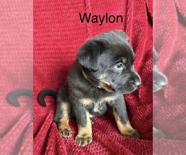 Medium Photo #2 Labrador Retriever-Unknown Mix Puppy For Sale in Aurora, IN, USA