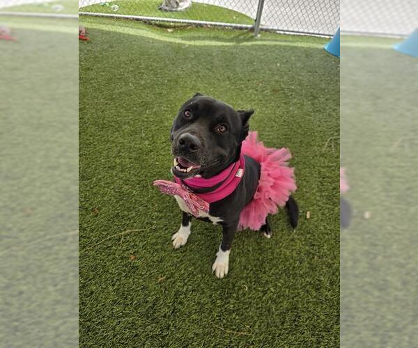 Medium Photo #1 Mutt Puppy For Sale in Downey, CA, USA