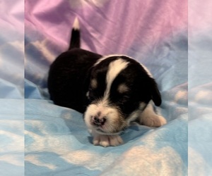 Pembroke Welsh Corgi-Poodle (Miniature) Mix Puppy for sale in LONGMONT, CO, USA