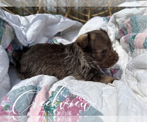 Medium Photo #12 Schnauzer (Miniature) Puppy For Sale in NIANGUA, MO, USA