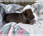 Small Photo #12 Schnauzer (Miniature) Puppy For Sale in NIANGUA, MO, USA
