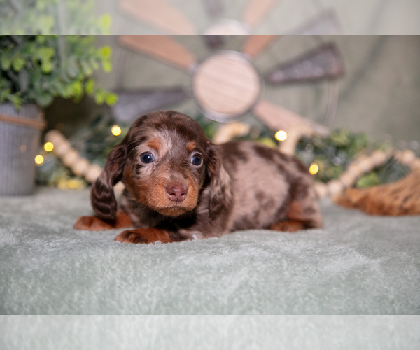 Medium Photo #10 Dachshund Puppy For Sale in NAPPANEE, IN, USA
