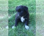 Small Photo #3 Border Collie Puppy For Sale in MARIPOSA, CA, USA