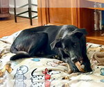 Small #2 Labrador Retriever Mix