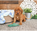 Small #3 Labrador Retriever