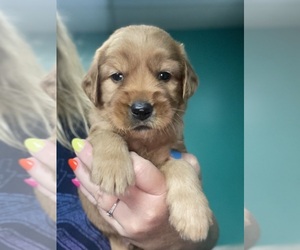 Goldendoodle Puppy for sale in NEWTON, NC, USA