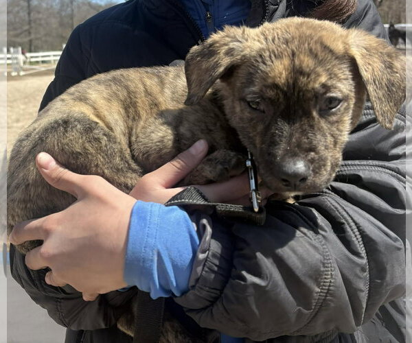 Medium Photo #1 Mutt Puppy For Sale in Woodbury, NY, USA