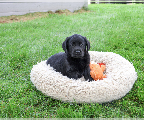 Medium Photo #1 Labrador Retriever Puppy For Sale in SYRACUSE, IN, USA