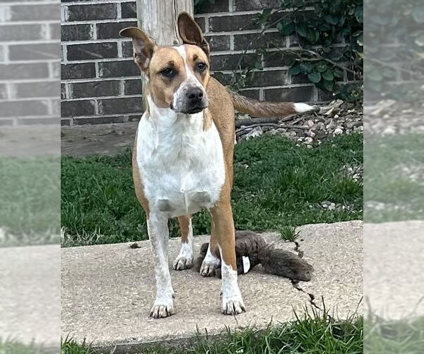 Medium Photo #4 Mutt Puppy For Sale in Boston, MA, USA