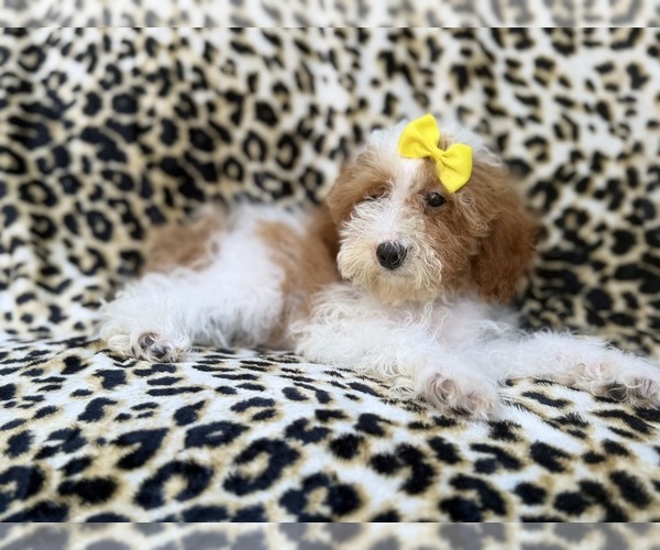 Medium Photo #2 Poodle (Miniature) Puppy For Sale in LAKELAND, FL, USA