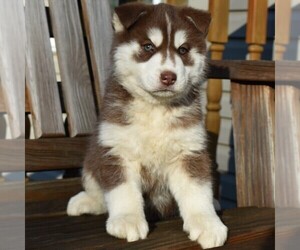 Siberian Husky Puppy for sale in CATAWISSA, PA, USA