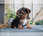 Small #1 Yorkshire Terrier