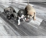 Small American Bully