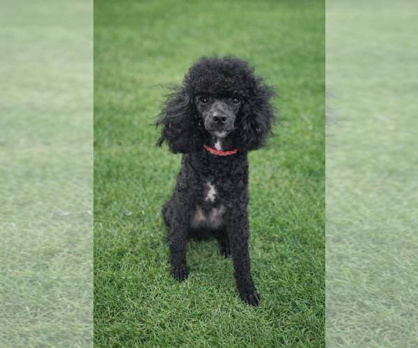 Medium Photo #2 Poodle (Toy) Puppy For Sale in Pacolet, SC, USA