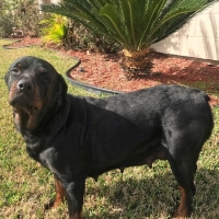 Medium Photo #1 Rottweiler Puppy For Sale in RICHMOND, TX, USA
