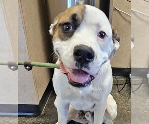 Bulldog-Labrador Retriever Mix Dogs for adoption in Rockwall, TX, USA