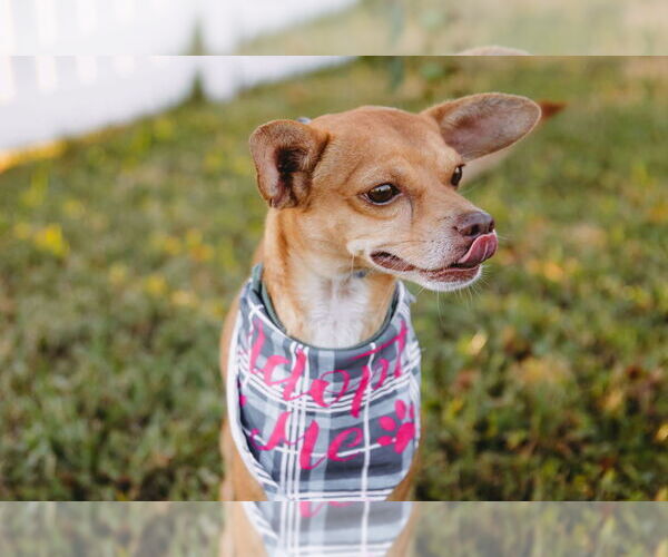 Medium Photo #11 Rat-Cha Puppy For Sale in Princeton, MN, USA