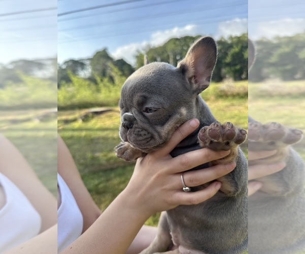 Medium Photo #3 French Bulldog Puppy For Sale in SARASOTA, FL, USA